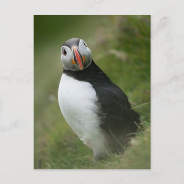 Postal de Puffin (Anverso)