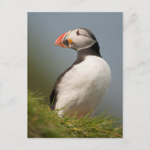 Postal de Puffin