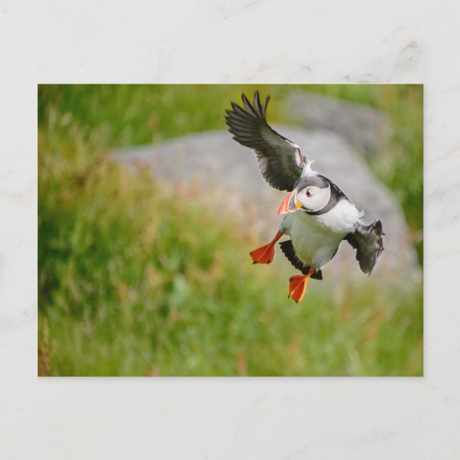 Postal de Puffin (Anverso)