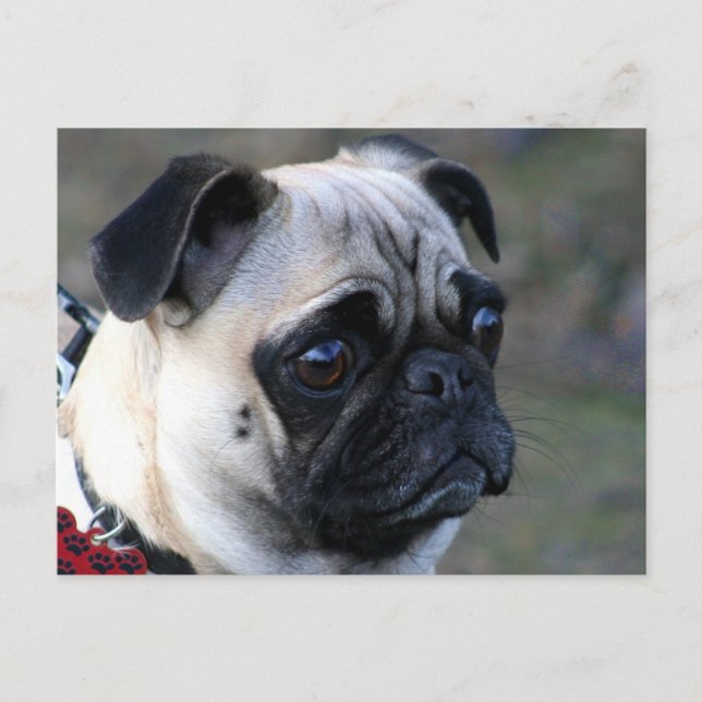 Postal de Pug (Anverso)