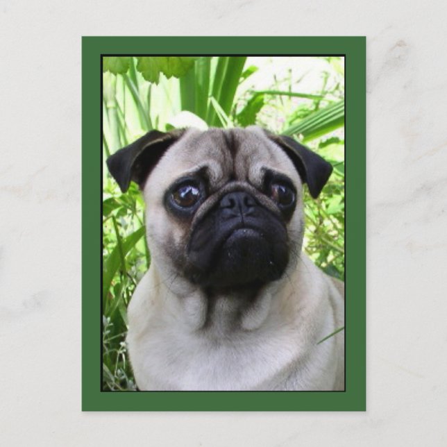 Postal de Pug (Anverso)