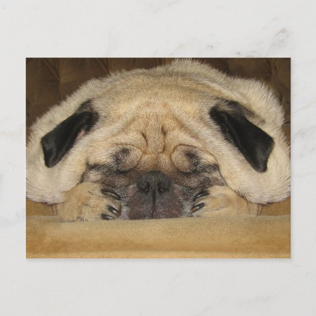 Postal de Pug (Anverso)
