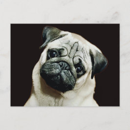 Postal de pug. cuta
