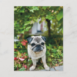 Postal de pug de otoño