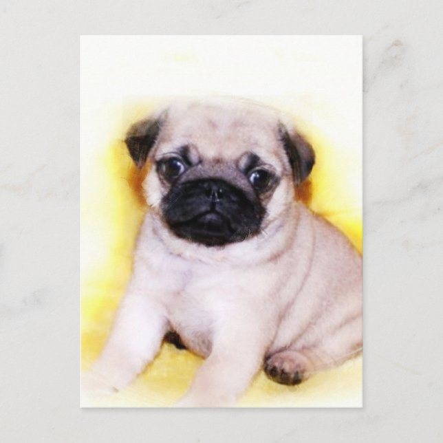Postal de Pug Puppy (Anverso)