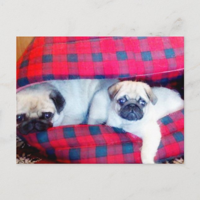 Postal de Pugs (Anverso)