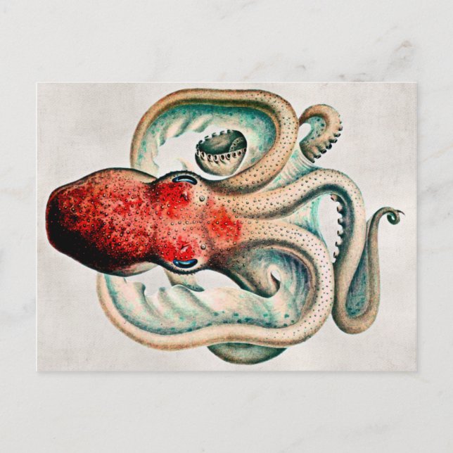 Postal de pulpo vintage (Anverso)