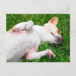 Postal de Pup Pacífica