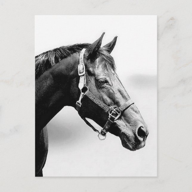 Postal de pura raza (Anverso)