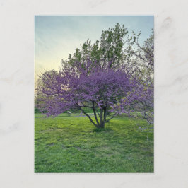Postal de púrpura
