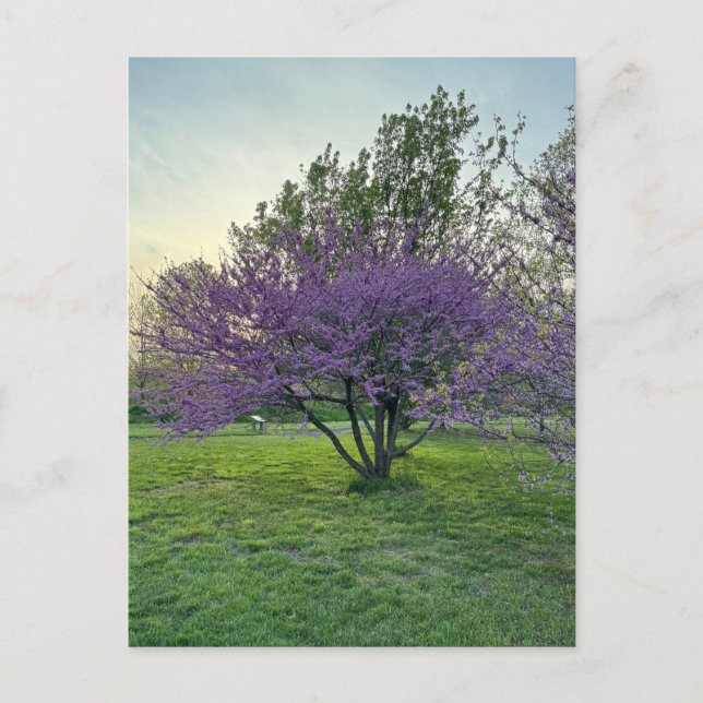 Postal de púrpura (Anverso)