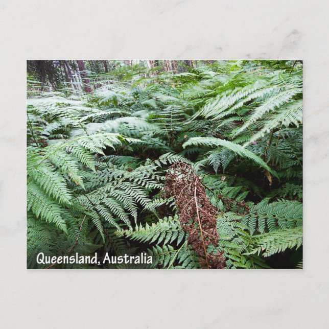 Postal de Queensland Australia (Anverso)