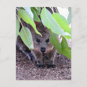 Postal de Quokka
