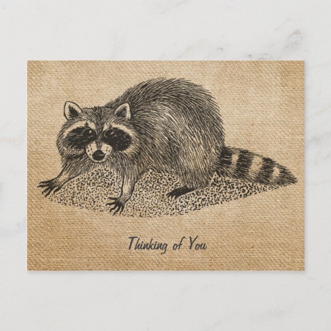 Postal de Raccoon de Vintage Burlap (Anverso)