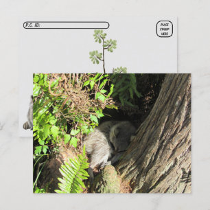 Postal de Raccoon durmiente de posttravesía