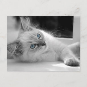 postal de Ragdoll