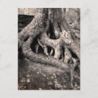Postal de raíces de árbol