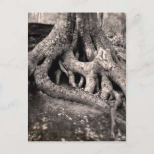 Postal de raíces de árbol