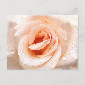 postal de raindrop Rosa