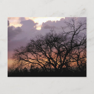 Postal de ramas de Skyscape