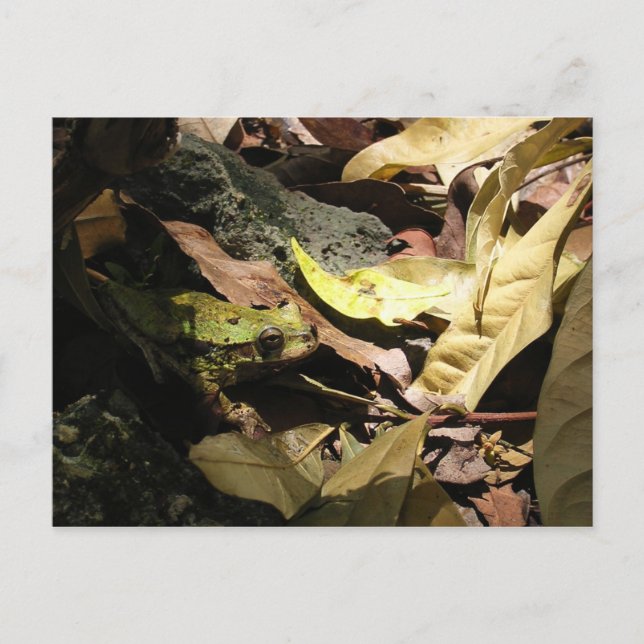 Postal de rana (Anverso)
