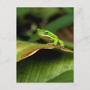 Postal de rana de árbol