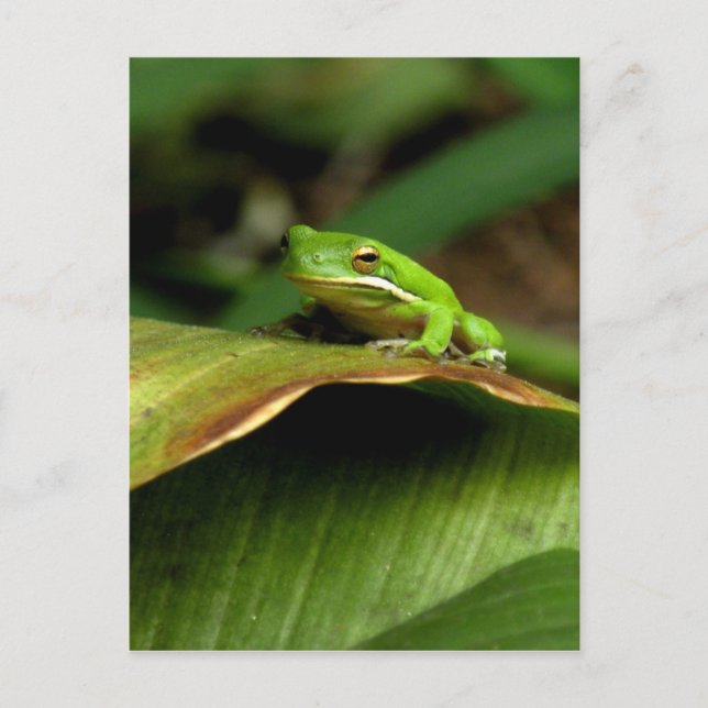 Postal de rana de árbol (Anverso)