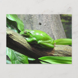 Postal de rana de árbol