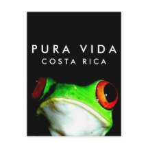 Postal de rana de árbol Pura Vida de Costa Rica