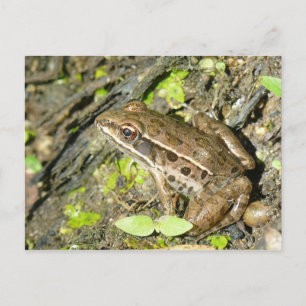 Postal de rana leopardo
