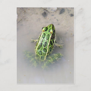 Postal de rana/toad