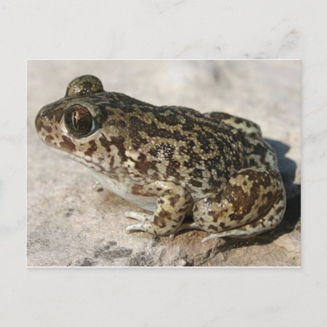 Postal de rana/toad (Anverso)