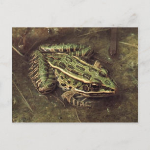 Postal de rana/toad