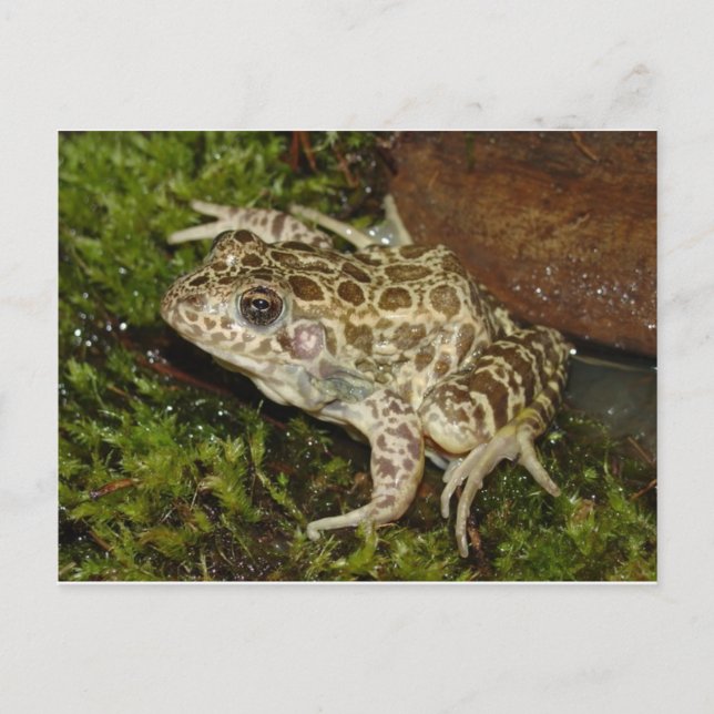 Postal de rana/toad (Anverso)