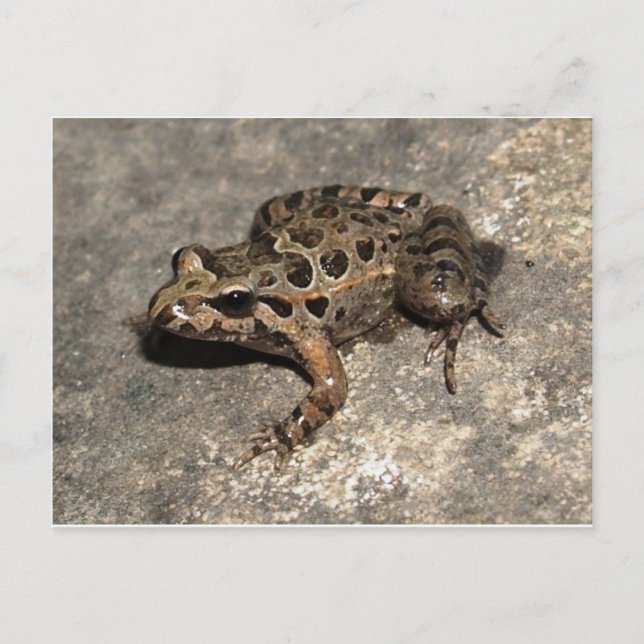 Postal de rana/toad (Anverso)