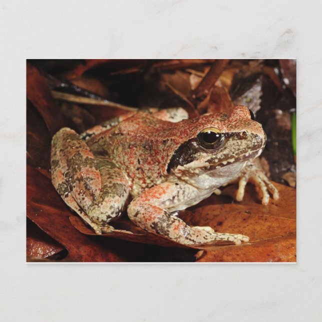 Postal de rana/toad (Anverso)