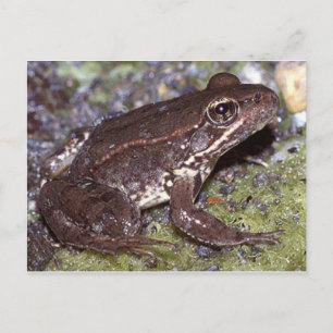 Postal de rana/toad