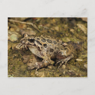 Postal de rana/toad