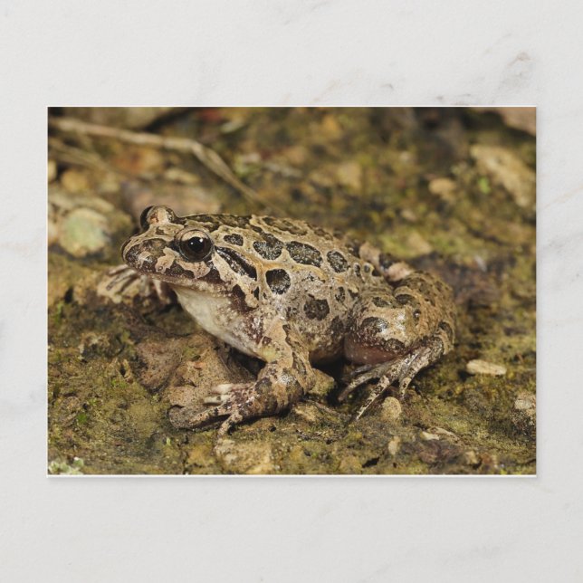 Postal de rana/toad (Anverso)