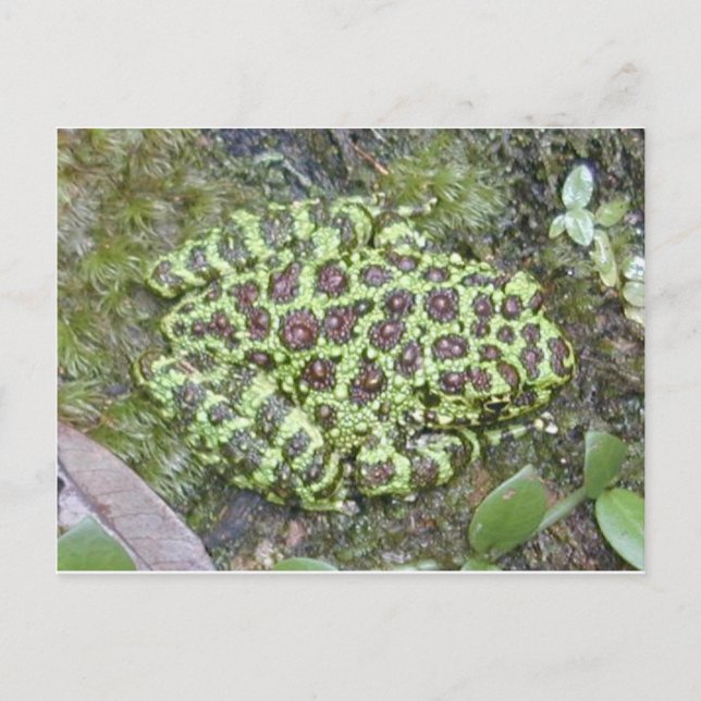 Postal de rana/toad (Anverso)