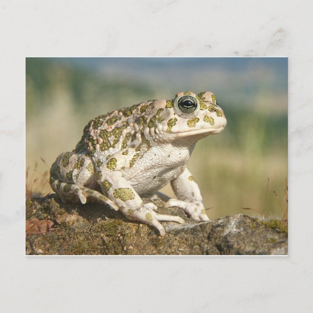 Postal de rana/toad (Anverso)