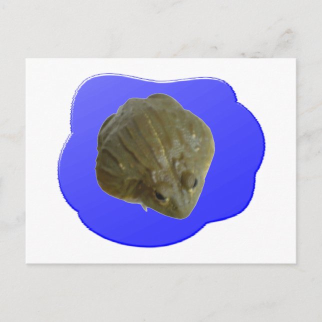 Postal de rana toro (Anverso)