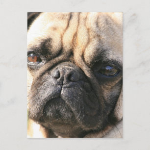 Postal de raza de perro de pug