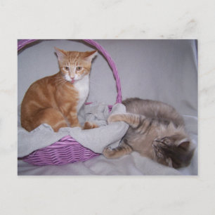 postal de razzberries