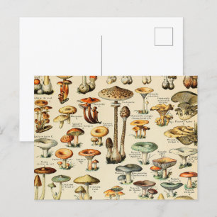 Postal de recolección de hongos