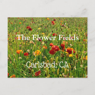 Postal de recuerdo: Campos de flores, Carlsbad, CA