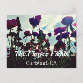 Postal de recuerdo: Campos de flores en Carlsbad, 