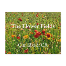 Postal de recuerdo: Los campos de flores, Carlsbad