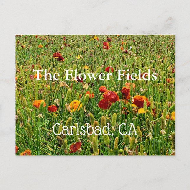 Postal de recuerdo: Los campos de flores, Carlsbad (Anverso)