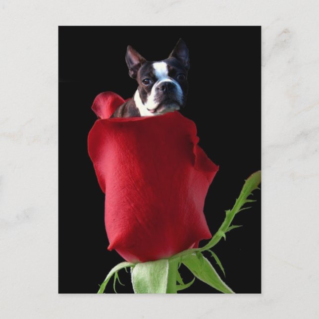 Postal de Red rose Boston Terrier (Anverso)